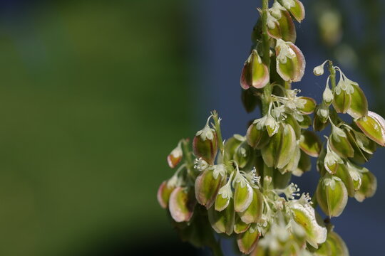 Graines de rhubarbe en forme d' 'etoile