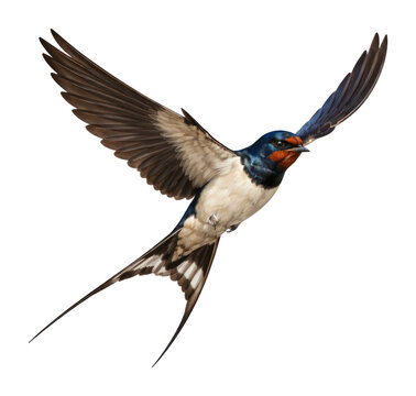 PNG Graceful swallow in flight.