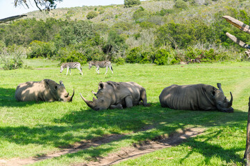 Rhinos resting in shade in South Africa © Evgeny Karandaev