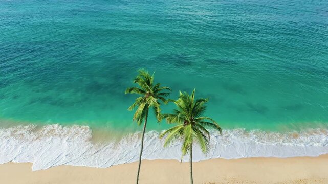 Tropical Paradise Beach Scenic with Palm Trees and Clear Ocean