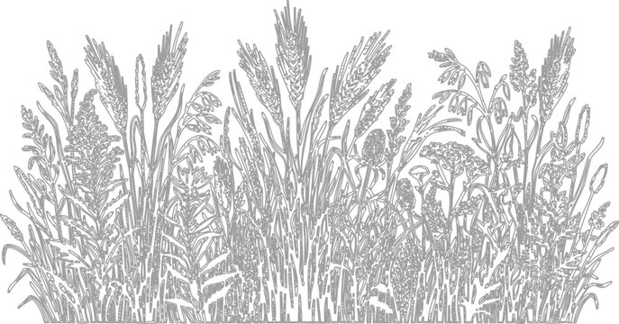 Gray wheat, oats, and grass botanical vector illustration, seamless border, agricultural plants