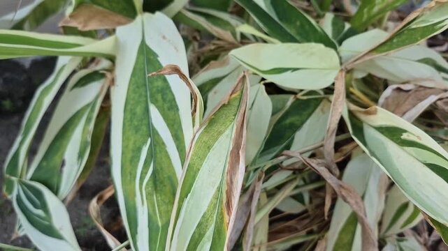 Variegated arrowroot plant with green and white striped leaves in the garden