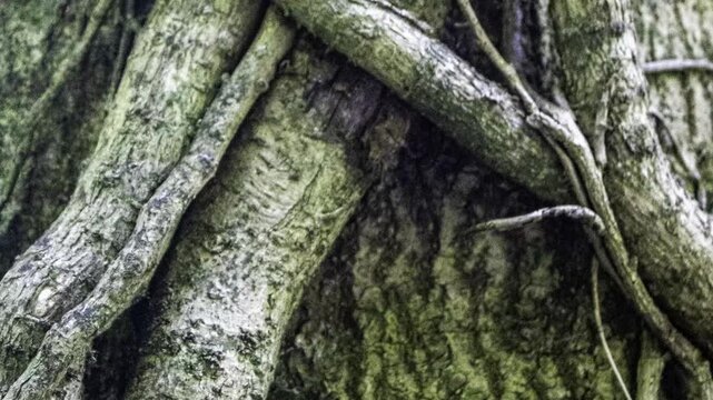 Vertical Close Up Video Pan of Twisted Tree Roots and Woodland Bark Texture in Natural Forest
