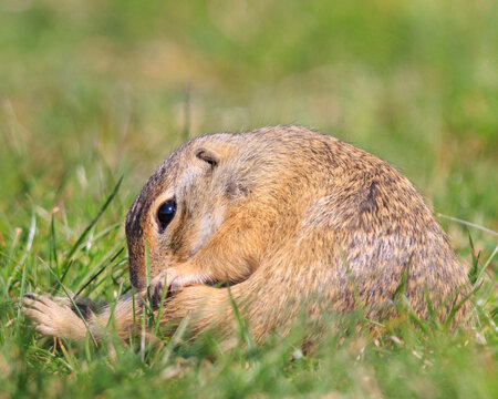 European ground squirrel