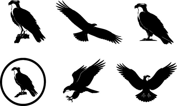 Osprey Silhouette Icon Set Black Vector