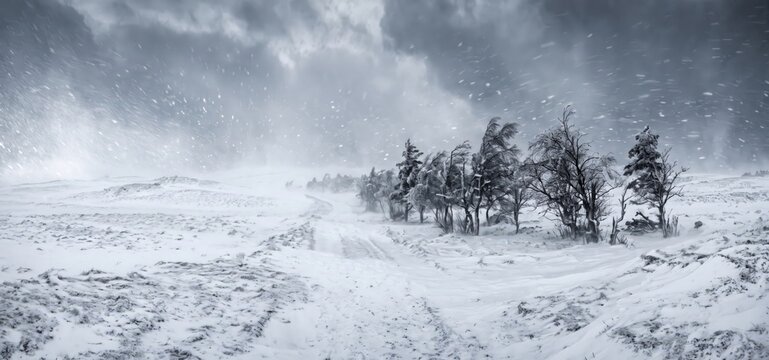 A desolate winter landscape with a snow-covered path winding through barren trees during a heavy snowfall