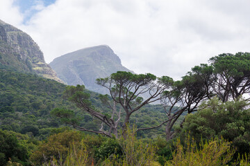 Naklejka premium Lush mountain landscape in South Africa