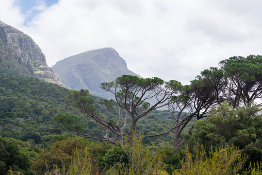 Lush mountain landscape in South Africa