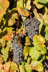 Obraz premium Ripe grapes on vine in South African vineyard