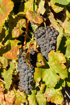 Ripe grapes on vine in South African vineyard