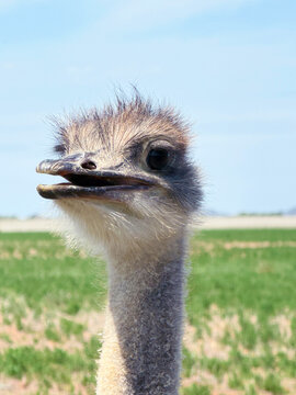Ostrich head close up in South Africa