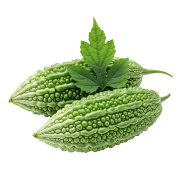 Fresh green bitter melon or bitter gourd fruits