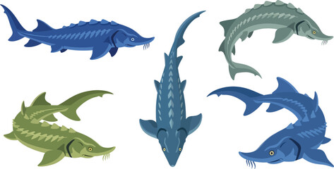 Fototapeta premium Four sturgeon fish swim in a water scene.