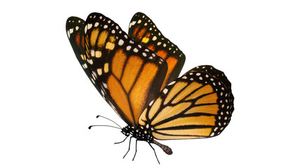 Orange monarch butterfly with black veins and white spots, isolated on transparent background © Sorin