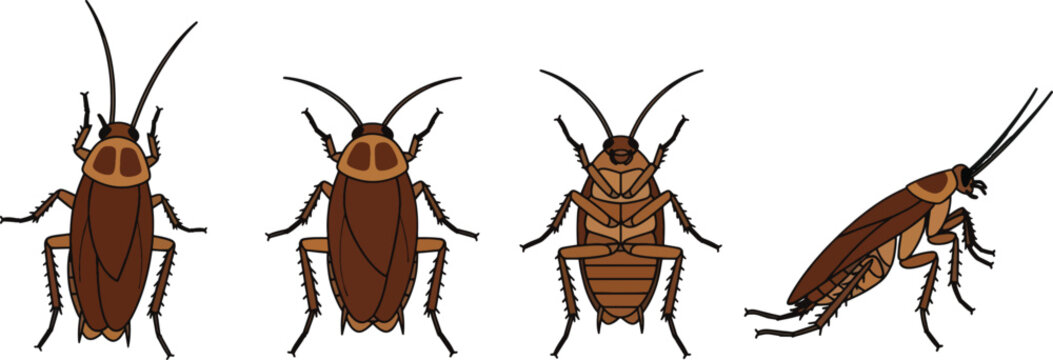Four illustrations of cockroaches are displayed against a white background.