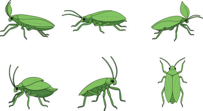 A stylized illustration depicts six leaf-necked bugs in various poses.