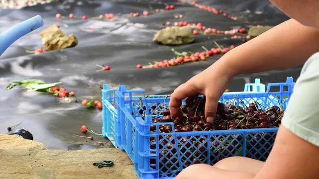 Close up of a farmer's hands carefully selecting and sorting freshly picked, ripe red cherries from a harvest net into a blue plastic crate during a sunny day in the orchard