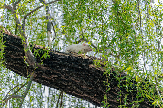 white squirrel on the tree