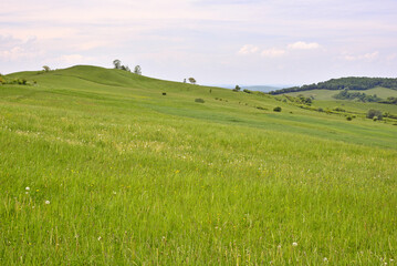 Fototapeta premium Nature Tourism: Lush green meadows in mid-spring in Mures County, with countless medicinal plants amongst the wild herbs and flowers. 