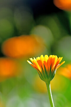 marigold, medicinal herb with flower