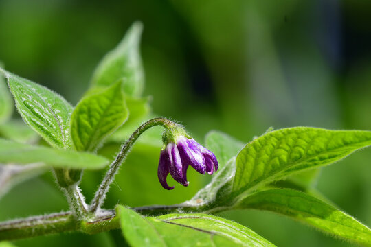 Rocoto Manzana chili with flower