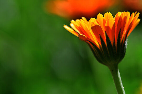marigold, medicinal herb with flower