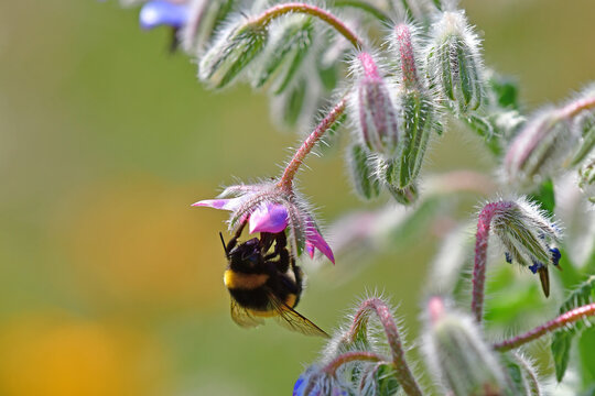  Borage, flower of the spice and medicinal plant with with bumblebee