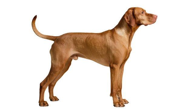 Elegant Vizsla dog standing profile view, isolated on transparent background