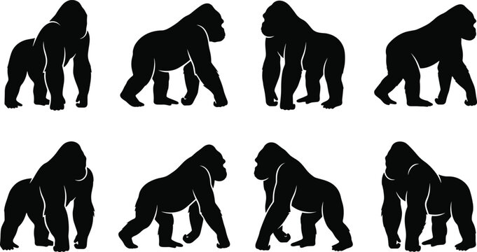 Gorilla silhouette set featuring silverback apes in various walking and standing wildlife poses