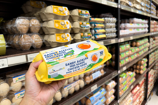 PENANG, MALAYSIA - JUL 03, 2026: Hand holding Sandy Alfa free range chicken eggs inside supermarket grocery section.
