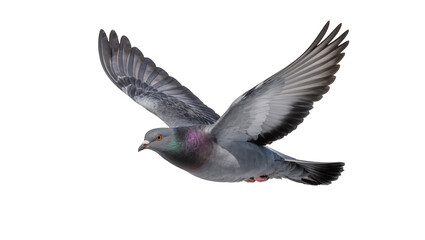 Obraz premium Gray pigeon bird with iridescent neck feathers wings spread, isolated on transparent background