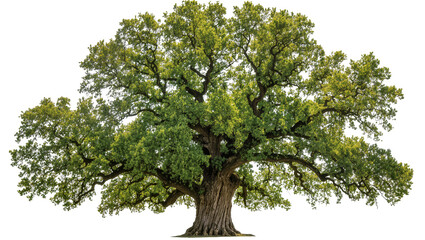 Massive ancient oak tree with lush green foliage, isolated on transparent background © Aliona