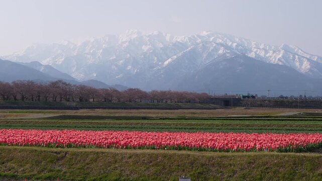 pink beautiful full cherry blossom in public park with Japan alps is very amazing view Asahi funagawa spring quartet Toyama Japan