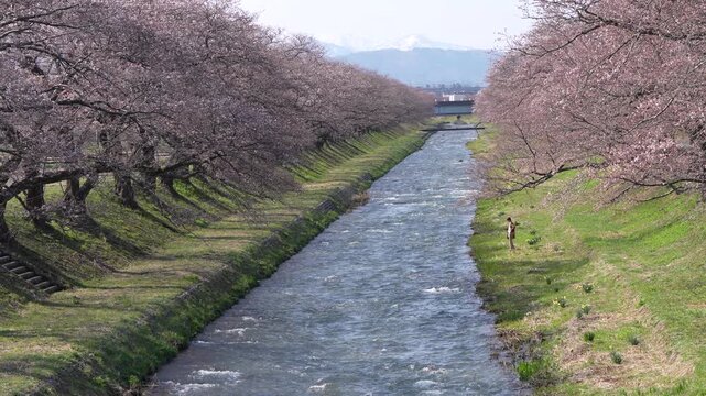 pink beautiful full cherry blossom in public park with Japan alps is very amazing view Asahi funagawa spring quartet Toyama Japan