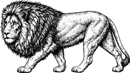 Vector illustration of a lion © BunArt