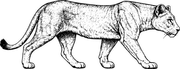 Vector illustration of a lion © BunArt