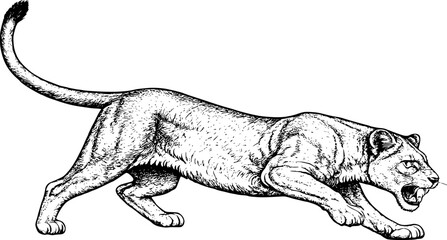 Vector illustration of a lion © BunArt