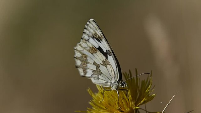 Video of a black and white butterfly, Melanargia galathea, on a yellow field flower, macro shot