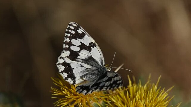 Video of a black and white butterfly, Melanargia galathea, on a yellow field flower, macro shot