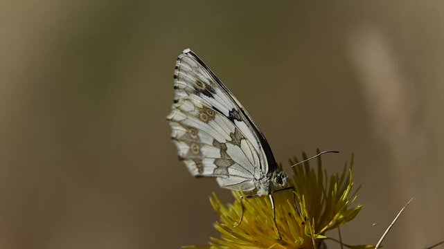 Video of a black and white butterfly, Melanargia galathea, on a yellow field flower, macro shot