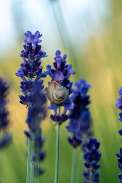 Eine Schnecke sitzt auf wundersch&ouml;nem Lavendel