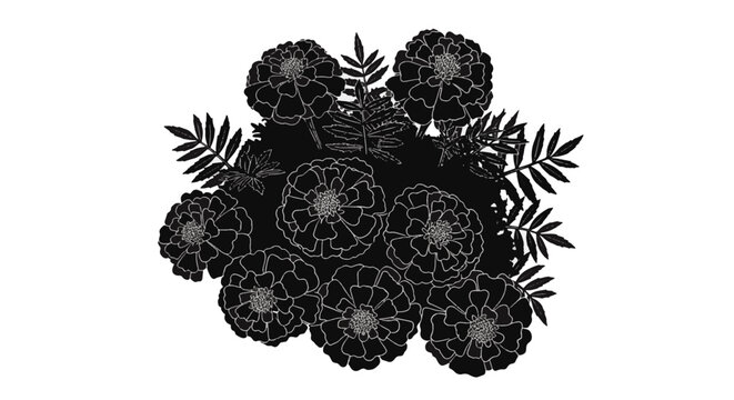 Solid black silhouette of marigold flower bouquet with white line art detailing. Realistic botanical illustration of blooming tagetes flowers and pinnate leaves on a white background.