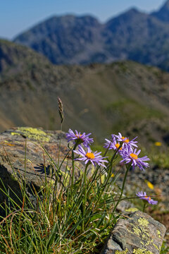 Aster alpinus, the alpine aster is a species of flowering plant native to the mountains of Europe including the Alps