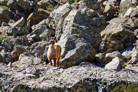 Young ibex in the rocks of slopes of Belledonne mountain range