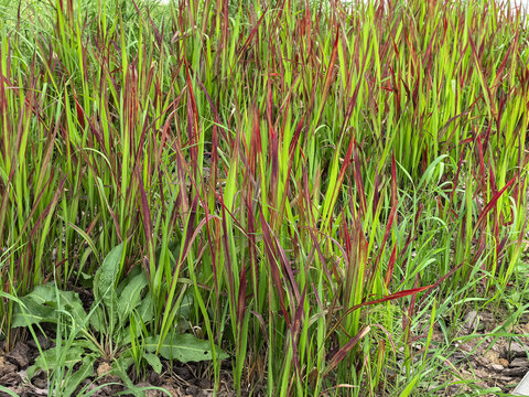 Red and green Japanese blood grass Imperata cylindrica ornamental plants