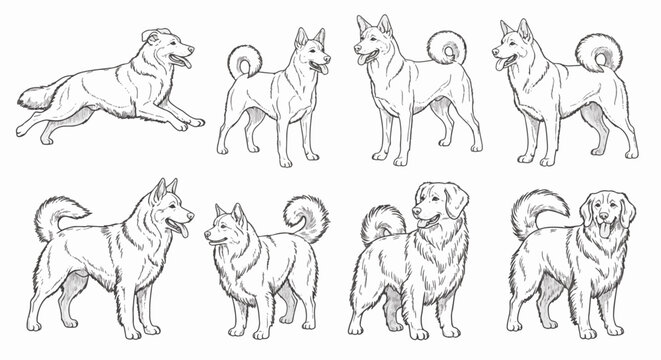 Set of eight hand-drawn dog outline sketches including breeds like huskies and retrievers in various poses, minimalist black and white line art illustration on a plain white background.