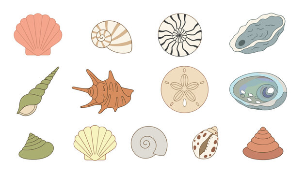 Various marine specimens including spiral shells, starfish, and textured oyster shells in a simple flat aesthetic on a neutral background.