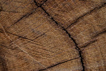 Fototapeta premium texture of tree trunk