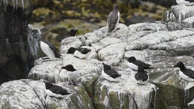 razorbill sea bird group sitting on cliff edge in wind on scottish nature reserve isle of may