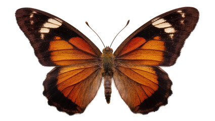 Detailed orange and brown butterfly with white spots, isolated on transparent background © Maria